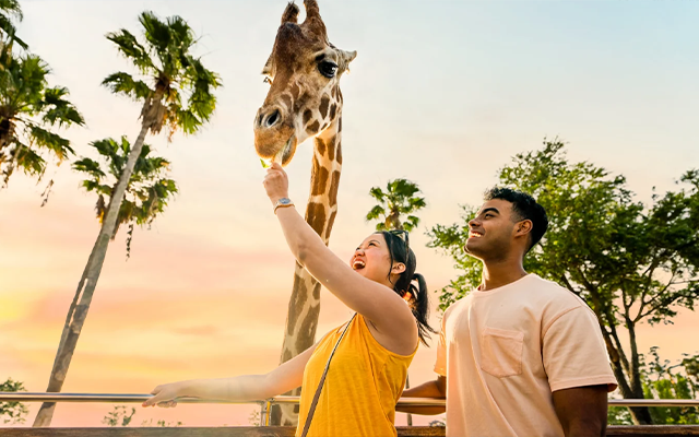 A young man and woman feeding a giraffe at sunset at Busch Gardens.