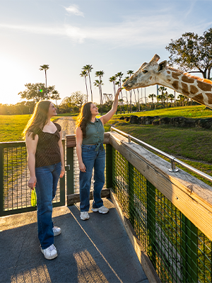 A family feeding a giraffe at Busch Gardens