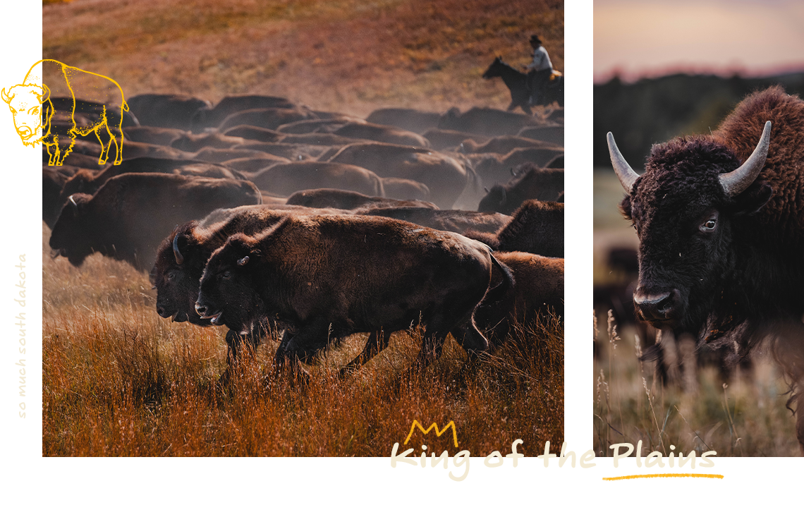 King of the Plains