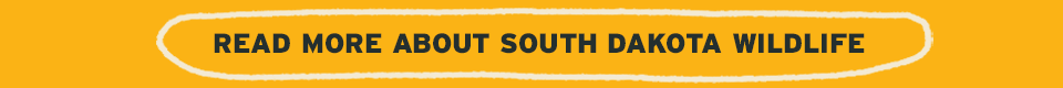 Read More About South Dakota Wildlife