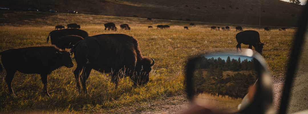 The Fall and Rise of the Buffalo