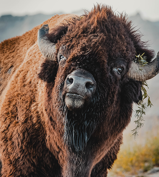 Buffalo