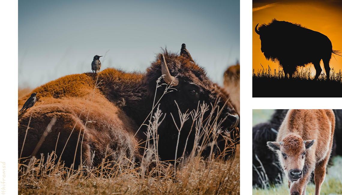 South Dakota Buffalo