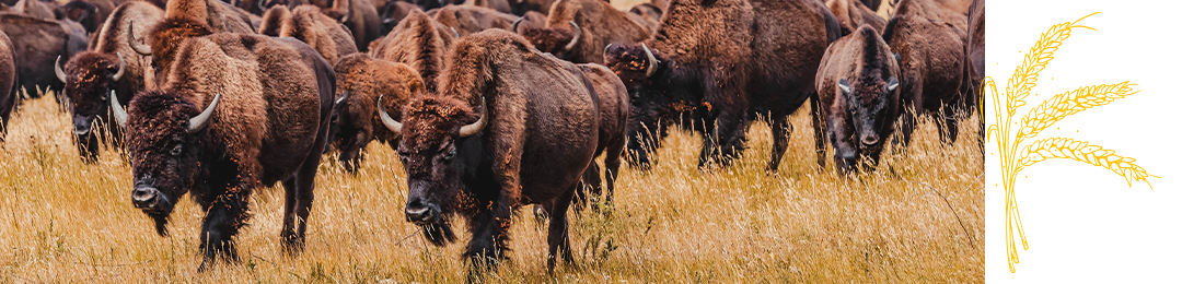 Buffalo Herd