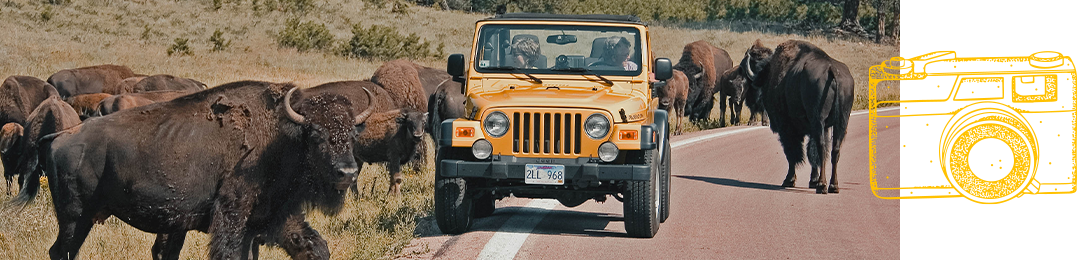 Buffalo