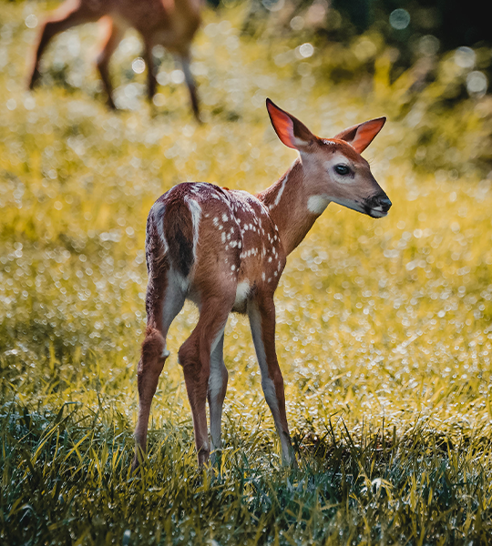 Spotting Spring's Baby Animals