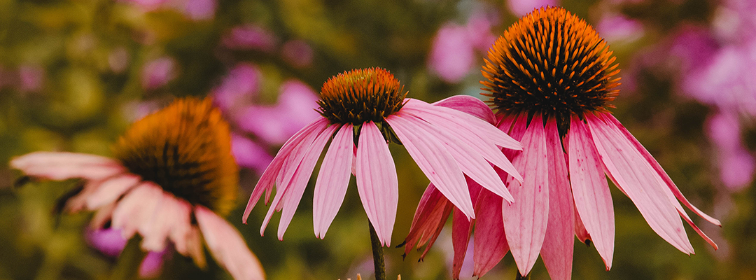 Stop & Smell the Flowers