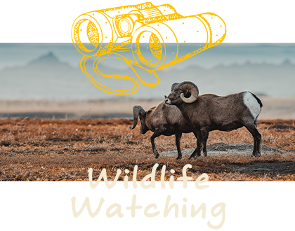 Wildlife Watching