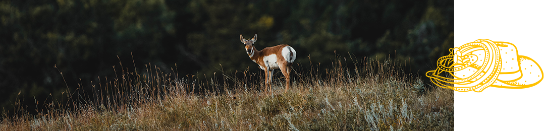Antelope in Custer State Park, South Dakota