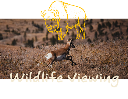 Wildlife Viewing