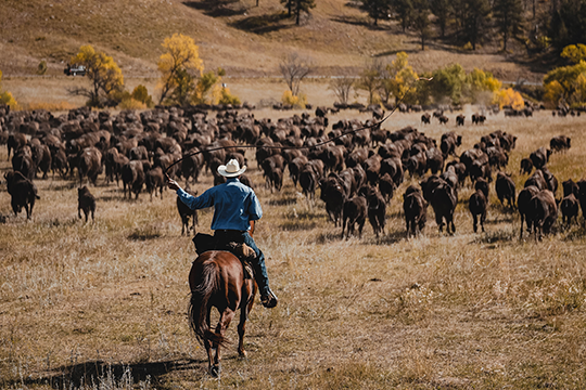 Custer State Park Buffalo Roundup & Arts Festival