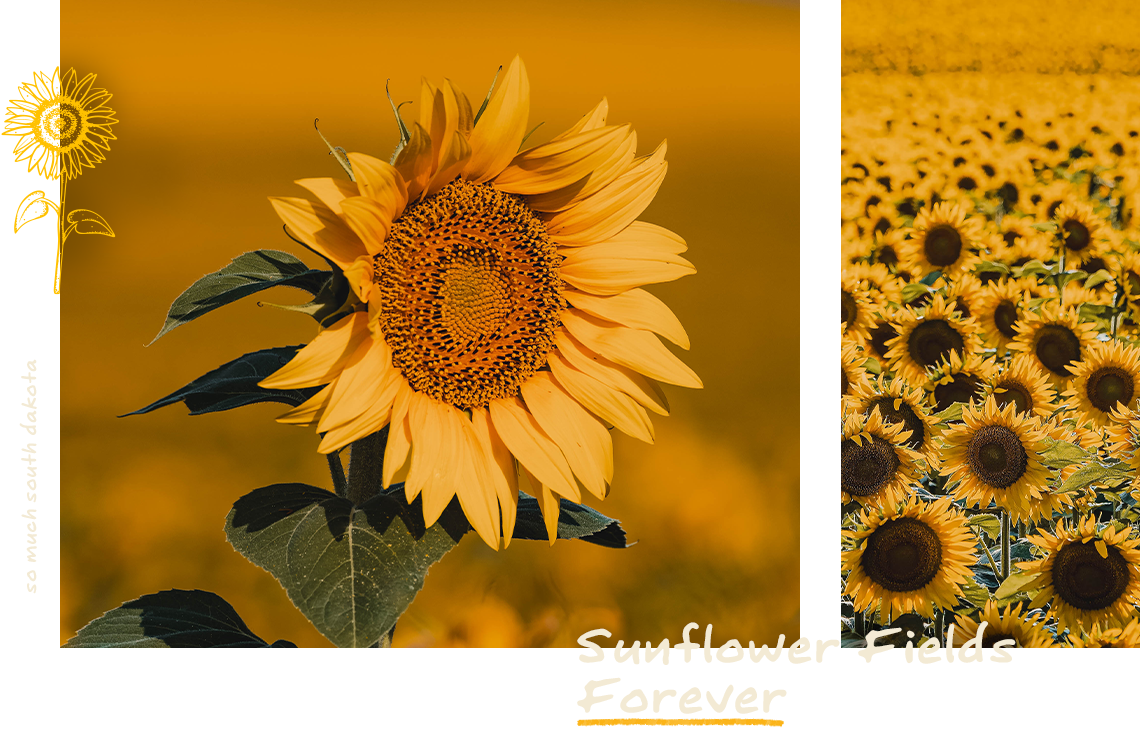 Sunflower Fields Forever