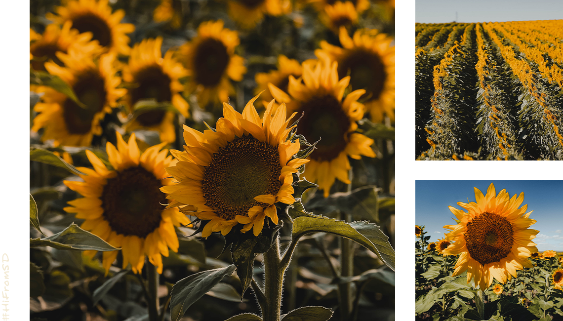Sunflower Fields in SD