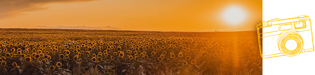 Sunflowers under a Sunset in South Dakota
