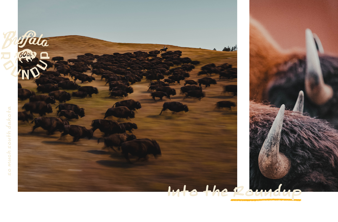 Into the Roundup