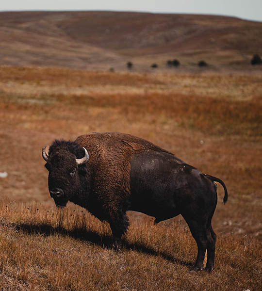 Buffalo in South Daktoa