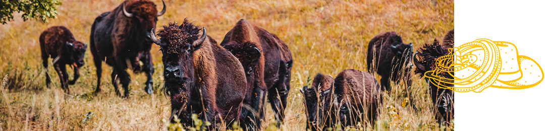 Buffalo Running in South Dakota