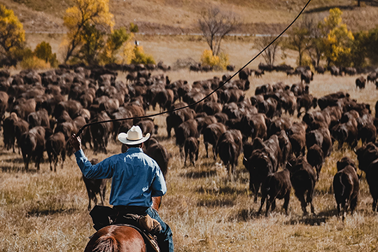 Custer State Park Buffalo Roundup