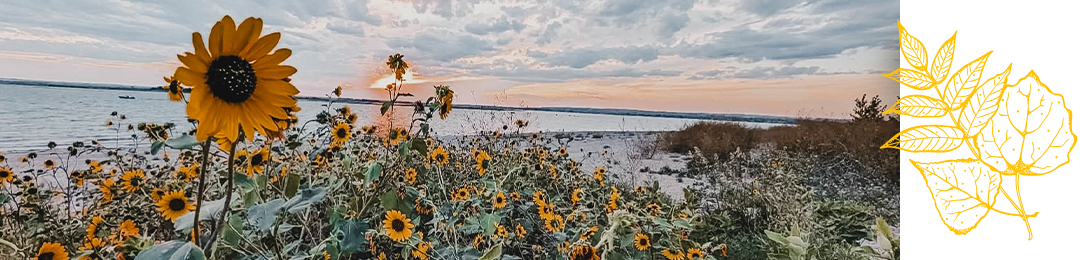 Sunflowers in South Dakota