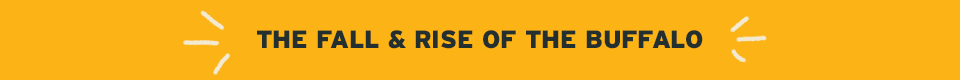 The Fall & Rise of the Buffalo