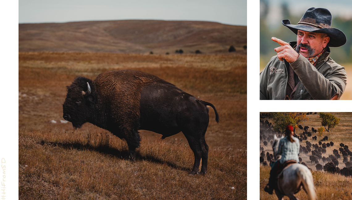 Buffalo Round Up