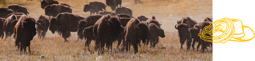 Buffalo Round Up