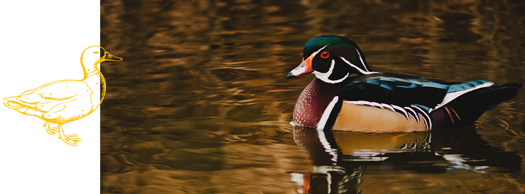 Fear of Being Watched by a Duck
