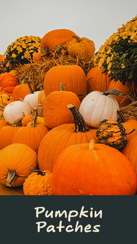 Pumpkin Patches