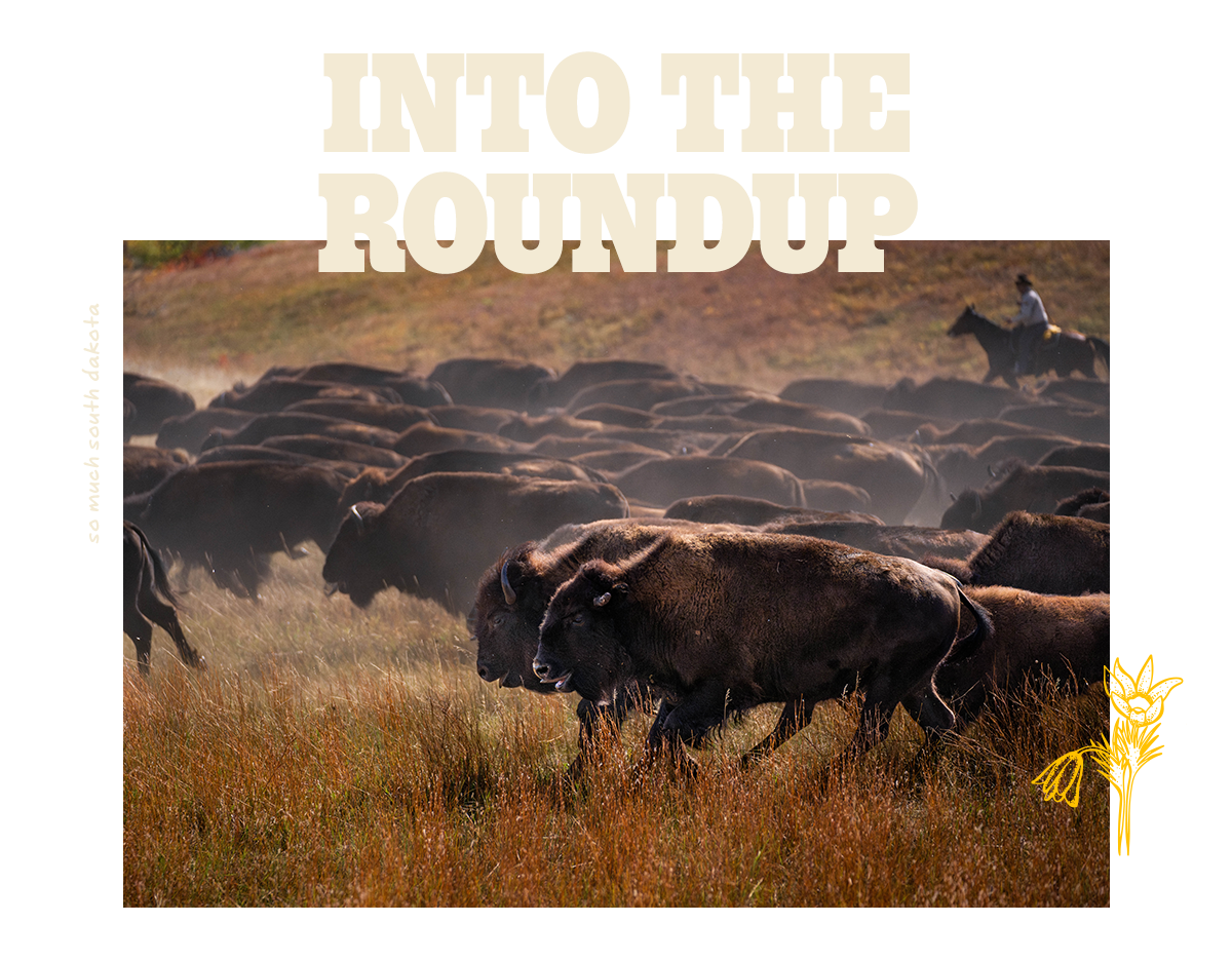 Into The Roundup