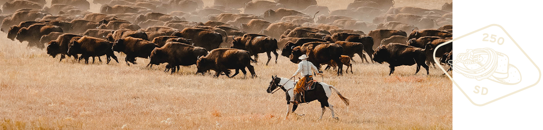 Buffalo in South Dakota