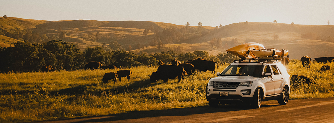 Wildlife Loop Road