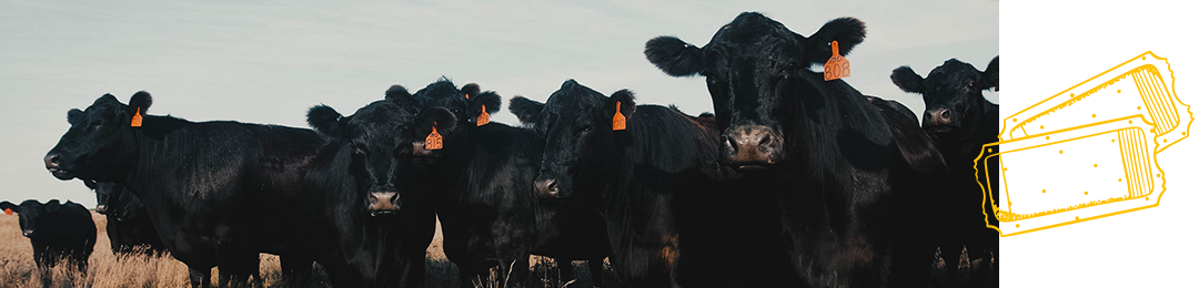 Cattle in Faulkton