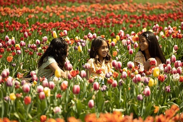 tulip festival at thanksgiving point, utah