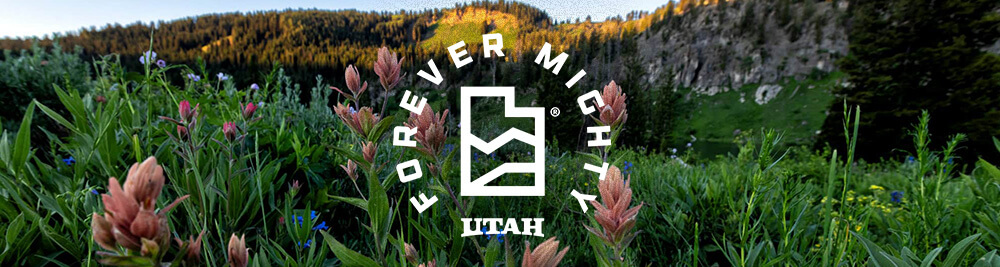 forever mighty wildflowers in utah