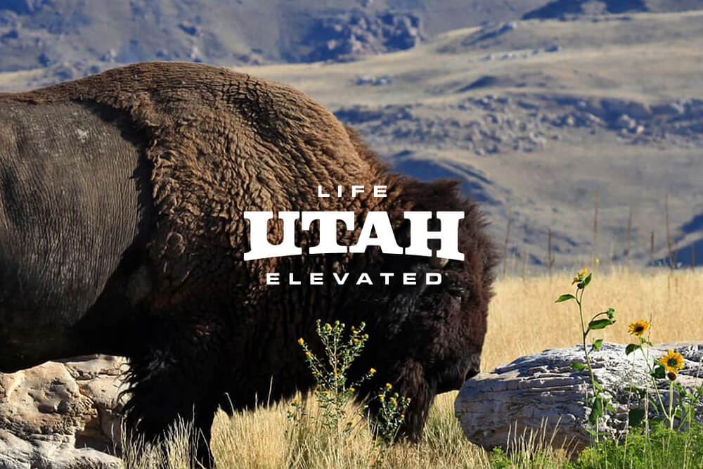 a buffalo grazing grass in utah