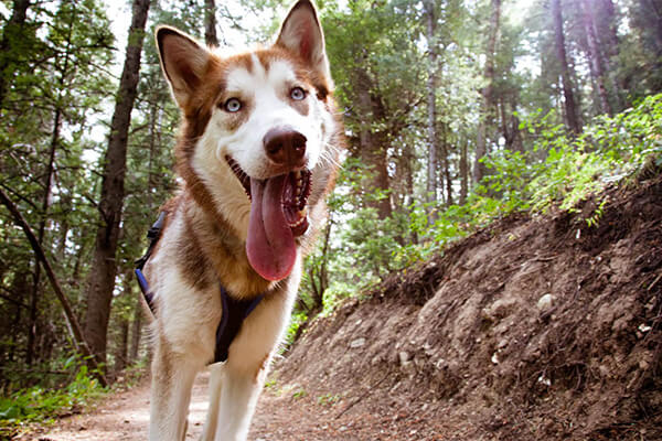 a dog with its tongue hanging out, walking on a trail
