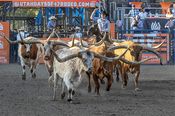 a cowboy herding longhorn cows at a rodeo