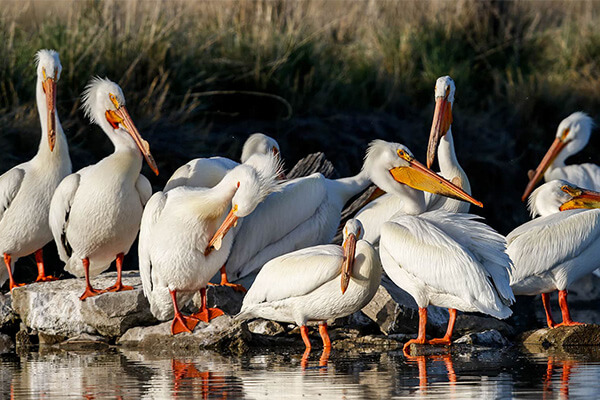 a flock of white birds sitting on rocks at the edge of a pond