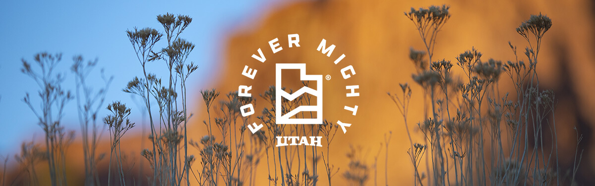 a close up of wild flowers with an overlay that says forever mighty