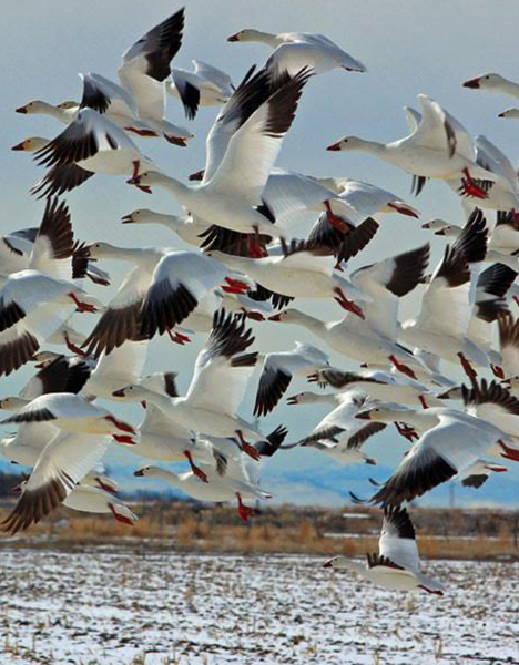 a flock of geese