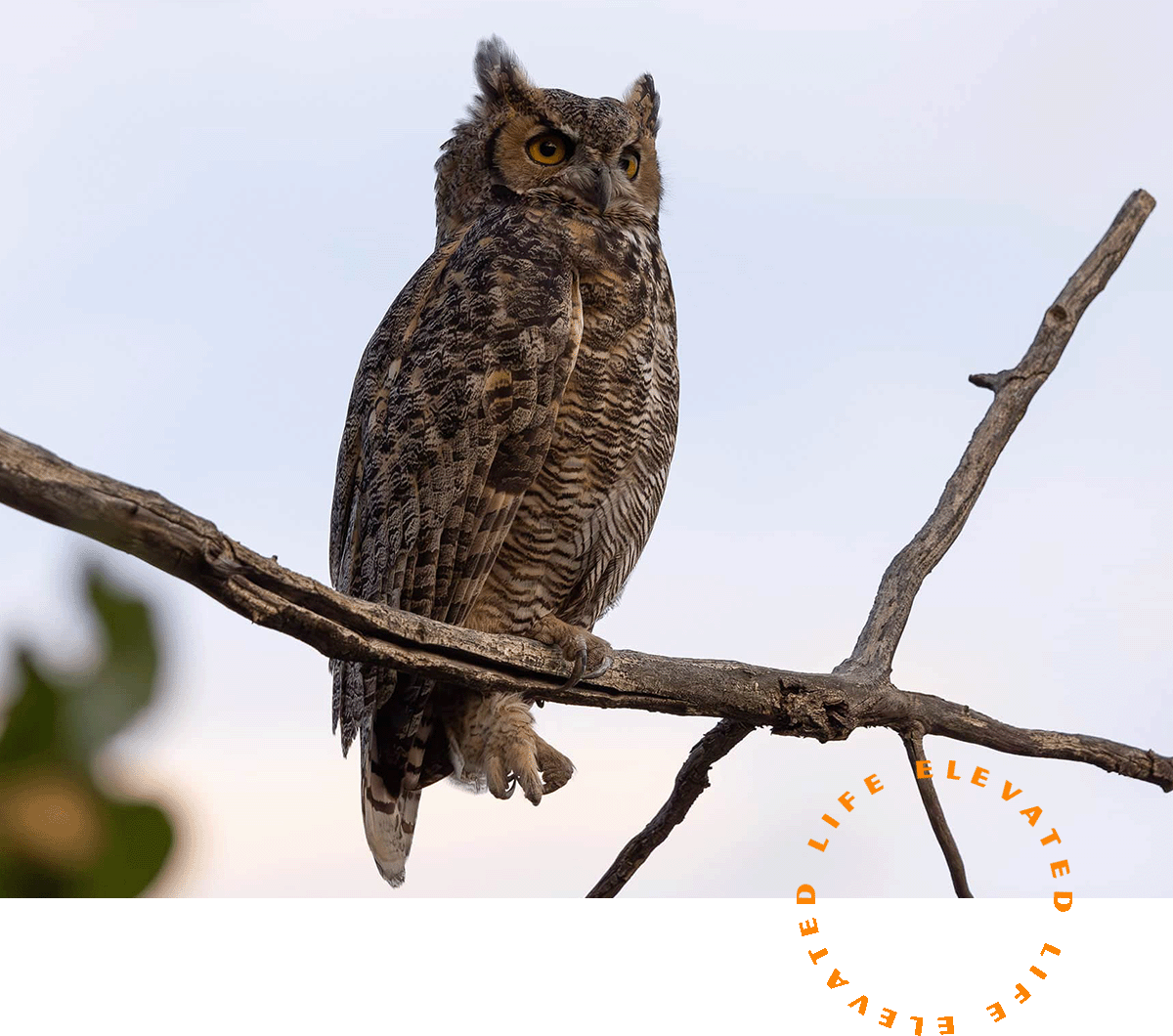 an owl perched on a tree branch