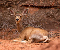 a deer sitting on the ground in the dirt