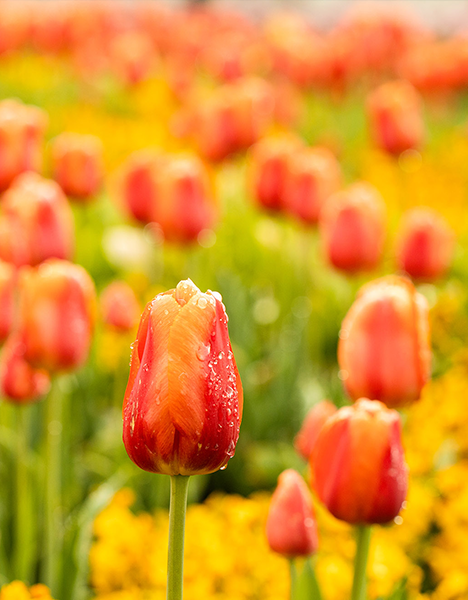 Picture of a red and orange tulip field