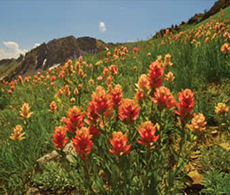 A closeup of a field of orange and yellow flower field 