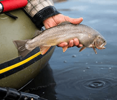 a close up shot of a fish in a fisherman's hand