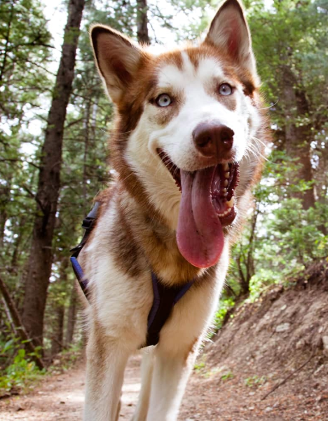 a dog with its mouth open walking down a trail