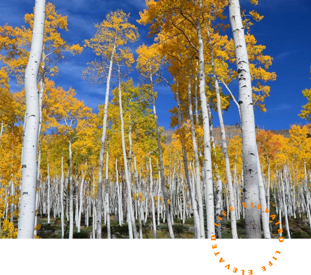 a group of trees with yellow leaves on them