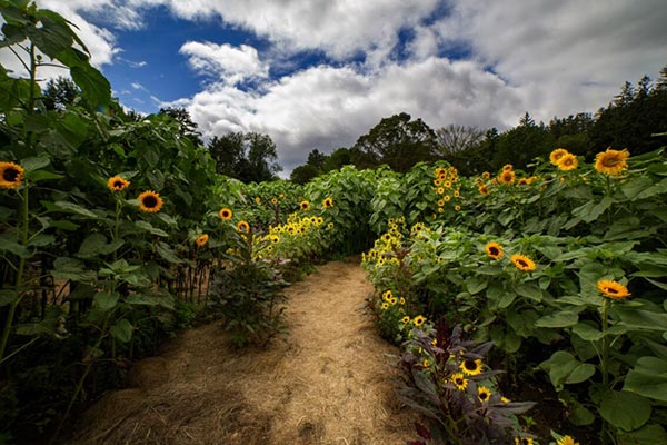A trail leads through sunflowers outside at a large garden. 