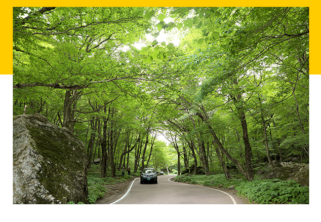 A car drives toward the camera on a narrow, twisting road under a thick canopy of green leaves.
