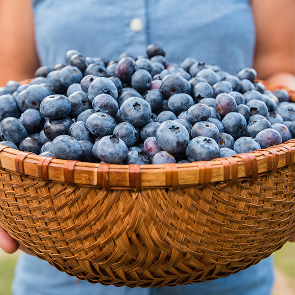 Two hands hold a bowl full of blueberries outside in the summer.&nbsp;